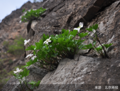 北京将进一步加大野生植物保护工作力度